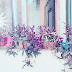 St Vincent 公寓 科利尤尔