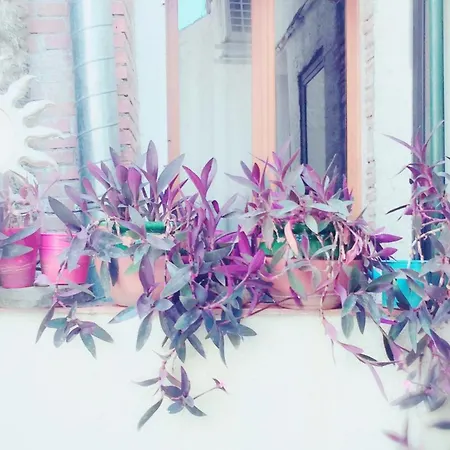 St Vincent Appartement Collioure